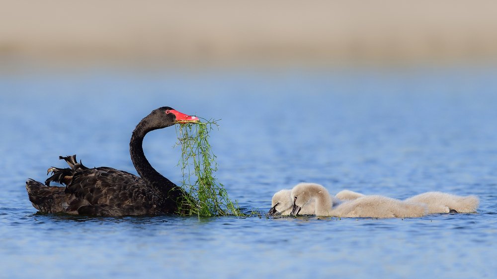 Black Swan Mother's Lesson
