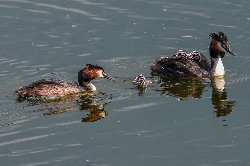 награда смелому