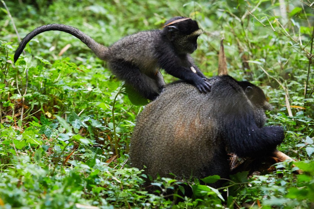 Придержи коней. Golden monkey. Rwanda