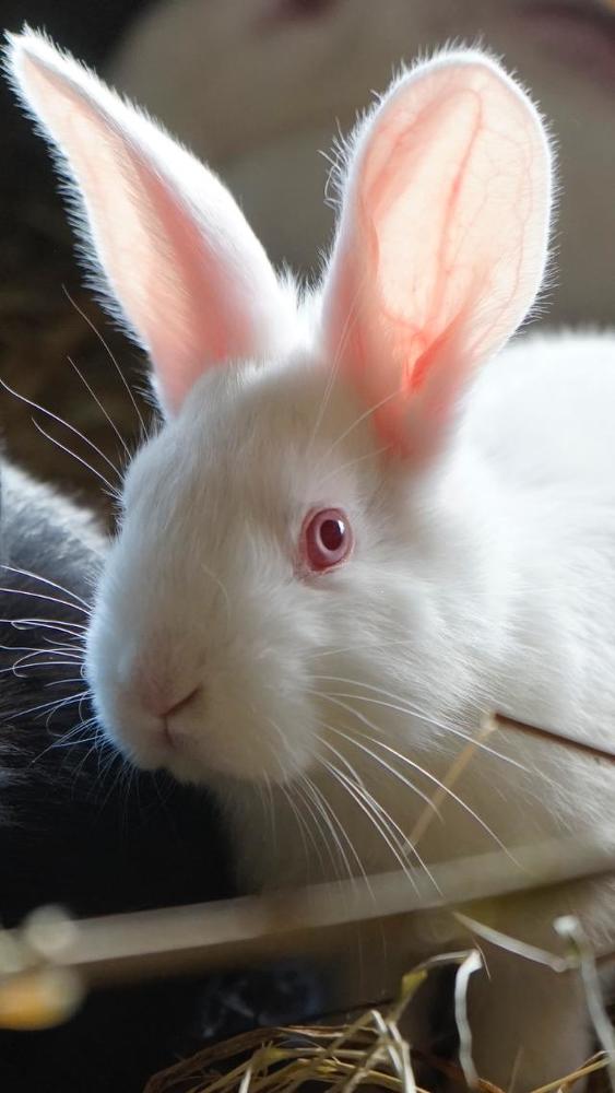 Photograph by Марина Неберекутина