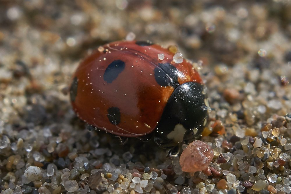 На песчаном берегу