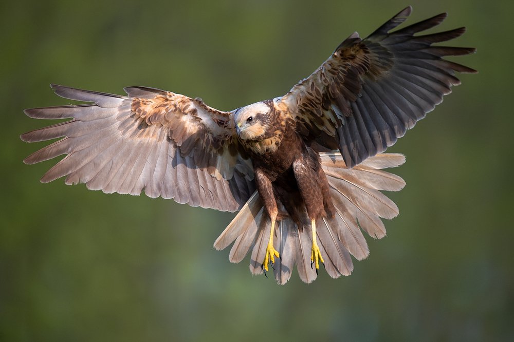 Master of the Marsh Sky