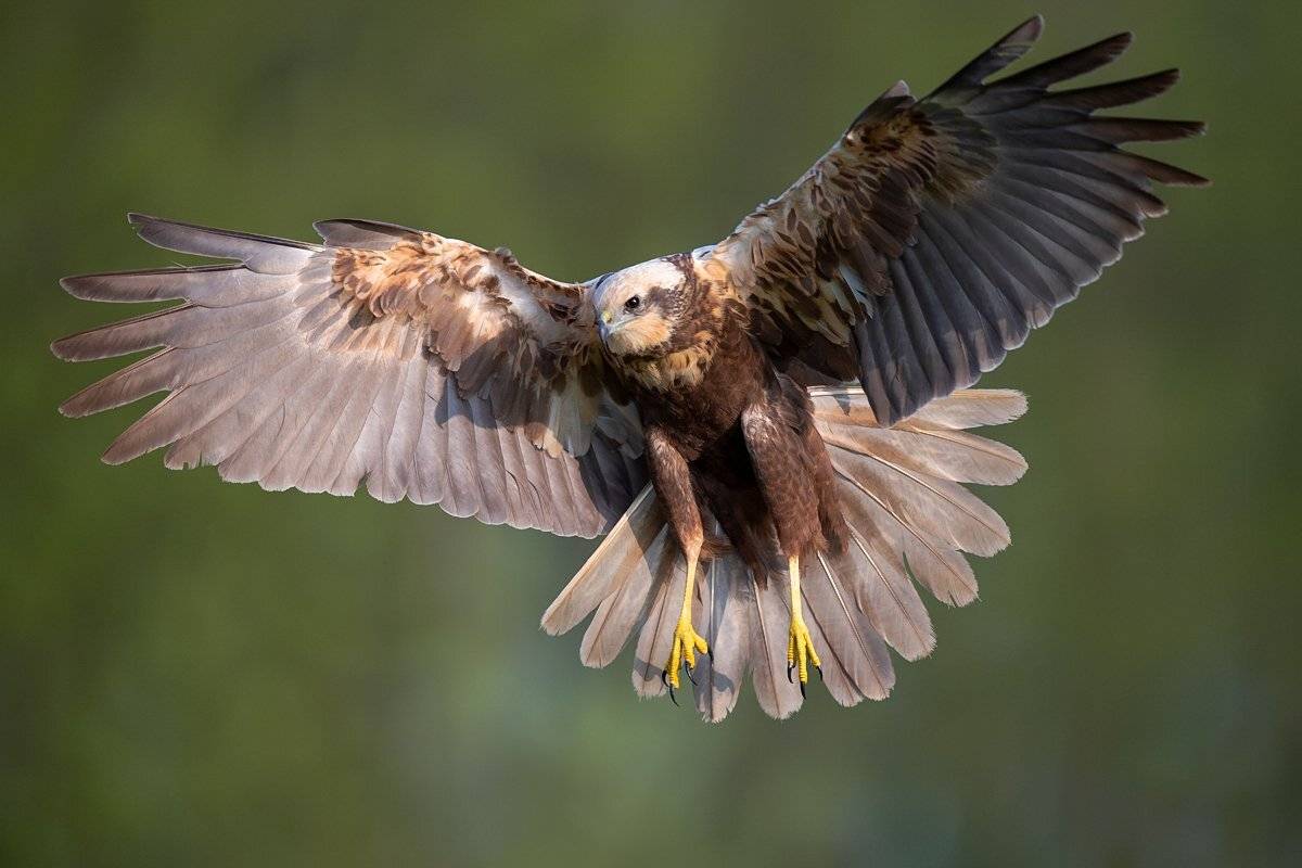 Master of the Marsh Sky