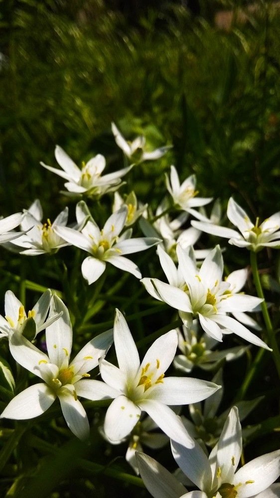 Цветочная поляна