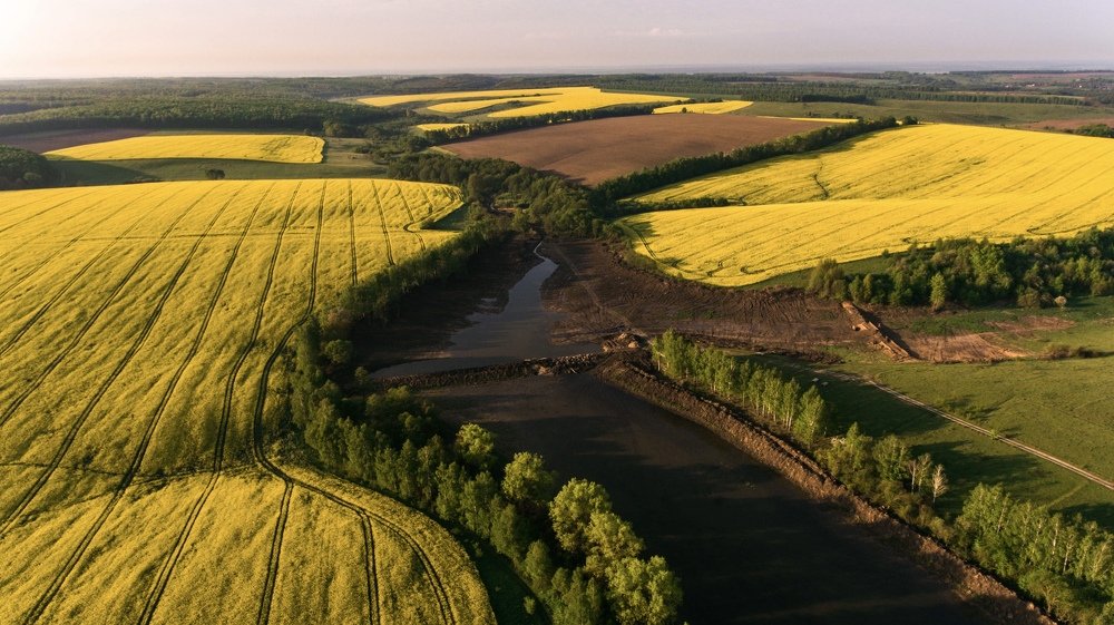 Рапсовые поля Украины