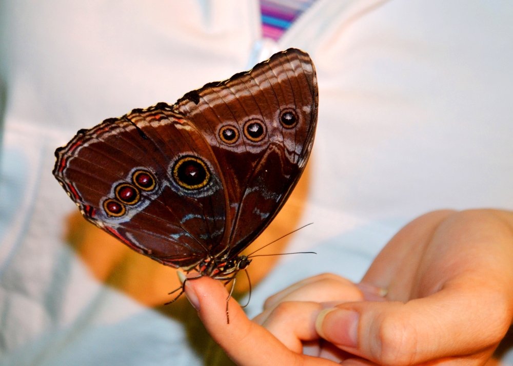 Бархатная красотка