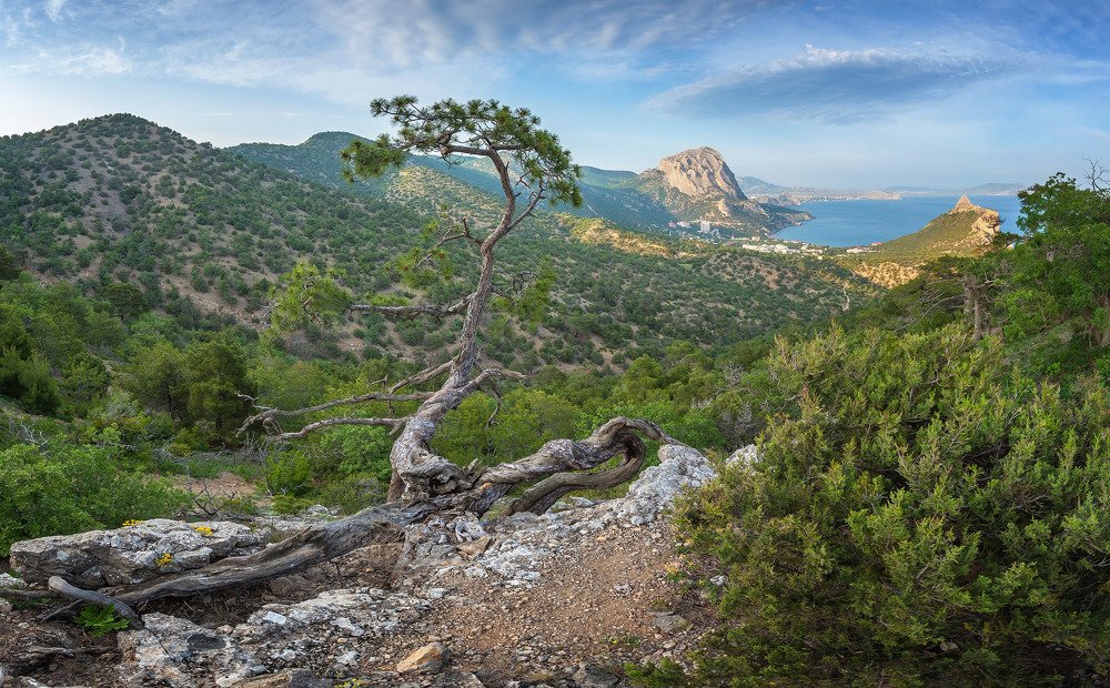 Сосновый шпагат