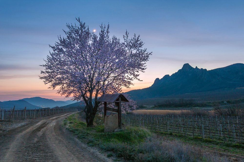 Миндальный вечер