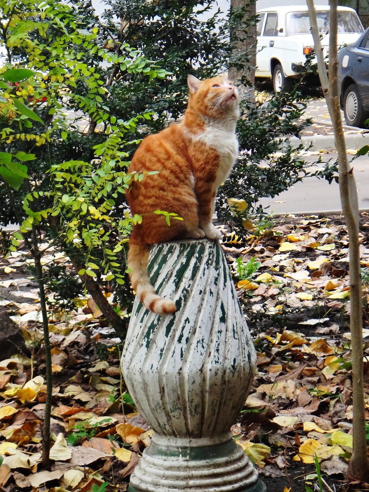 ПАДАЙ РЫБКА! БОЛЬШАЯ И МАЛЕНЬКАЯ...! КОТ(СТАТУЯ)