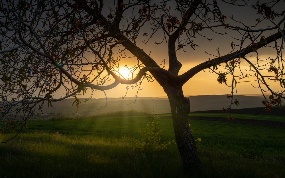 The tree and sun rays