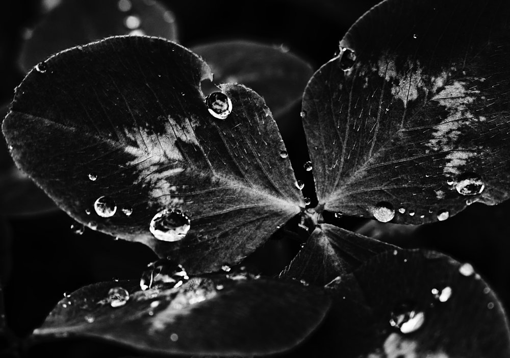 Капли на листьях