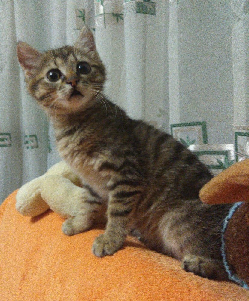 Усатый - полосатый