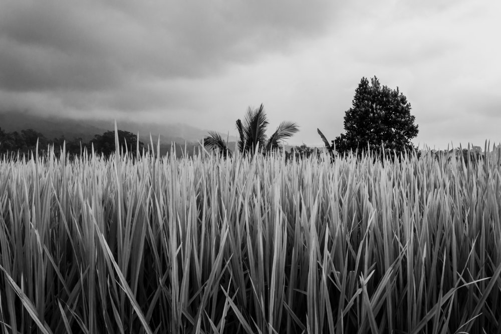 Rice field