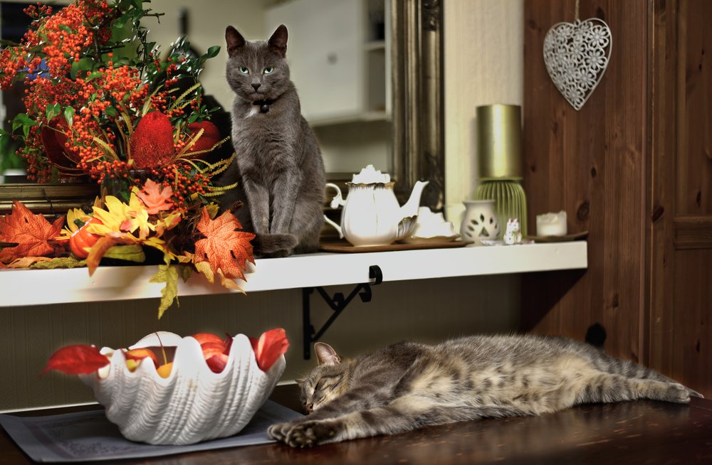 осенние коты