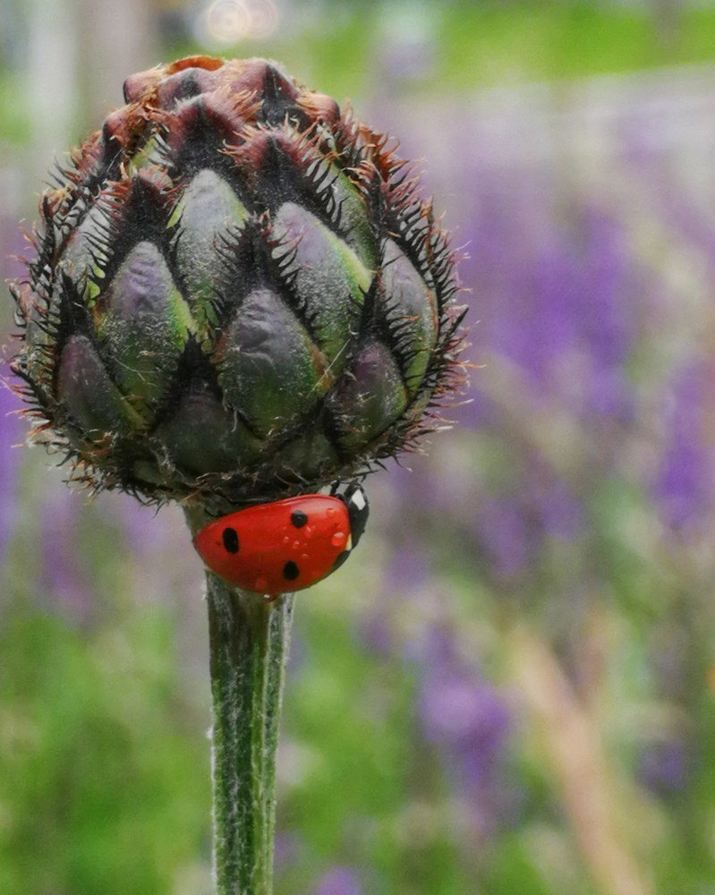Божия коровка