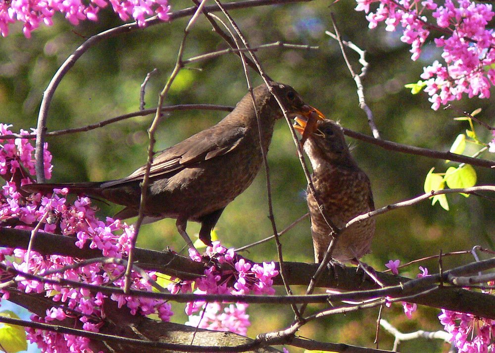 Кормление дитяти.