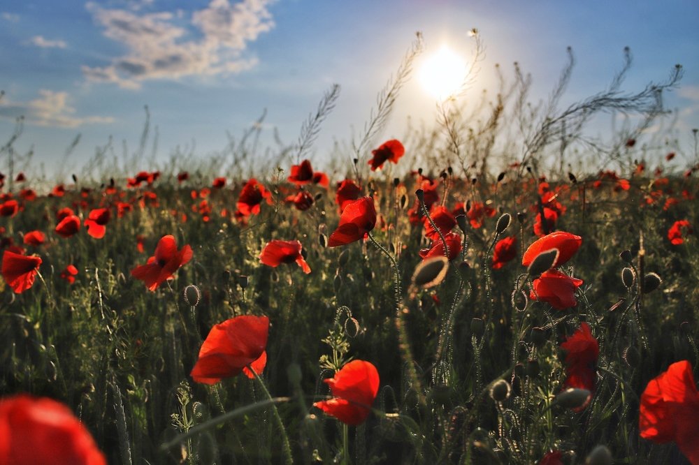 Огненное поле