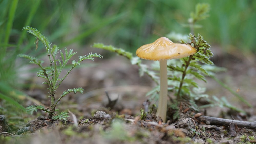 Скрытый в лесу