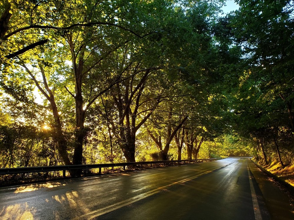 green tunnel on the road