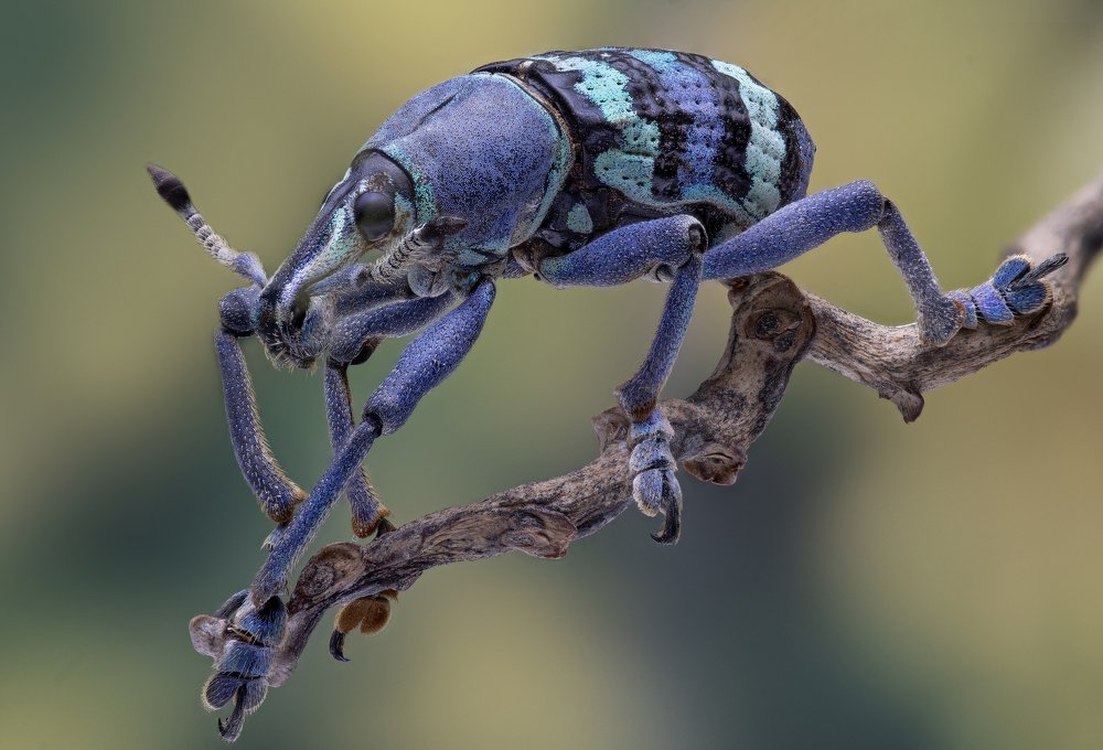 Eupholus magnificus - Curculionidae - Weevil beetle