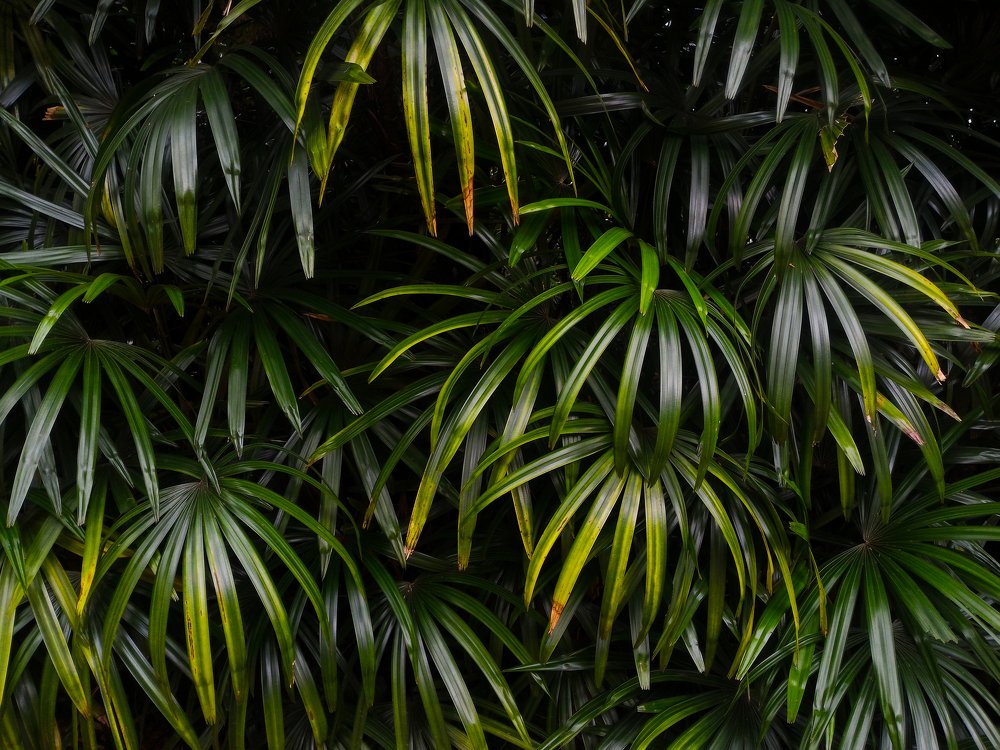 Palm leaves in the forest