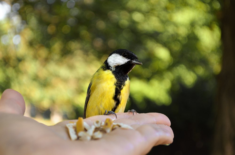 Парковые друзья