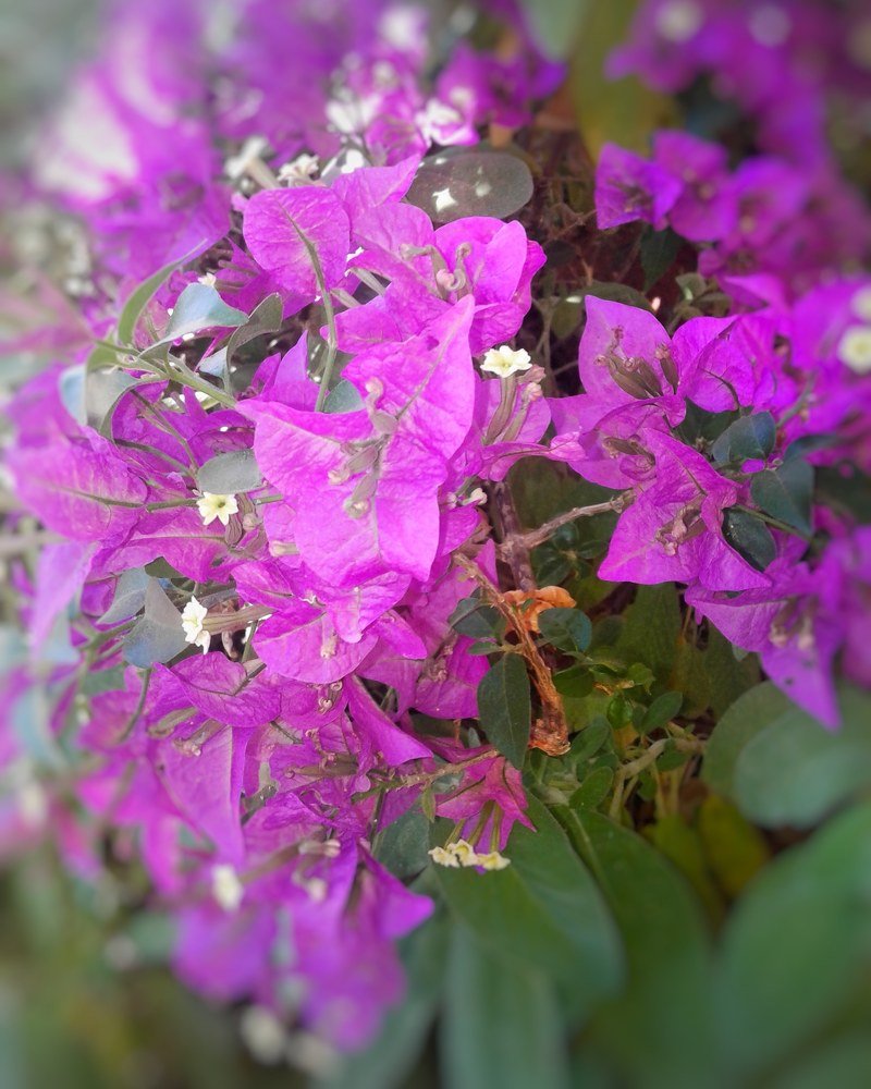 Purple flowers
