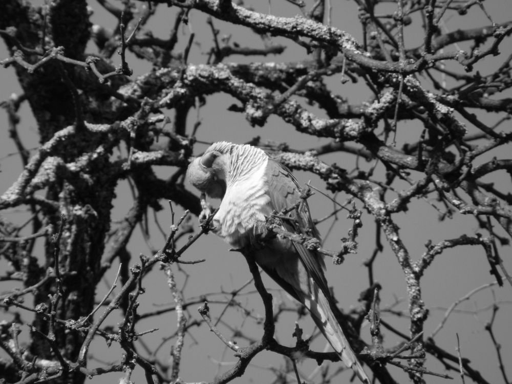 Mundo Aves