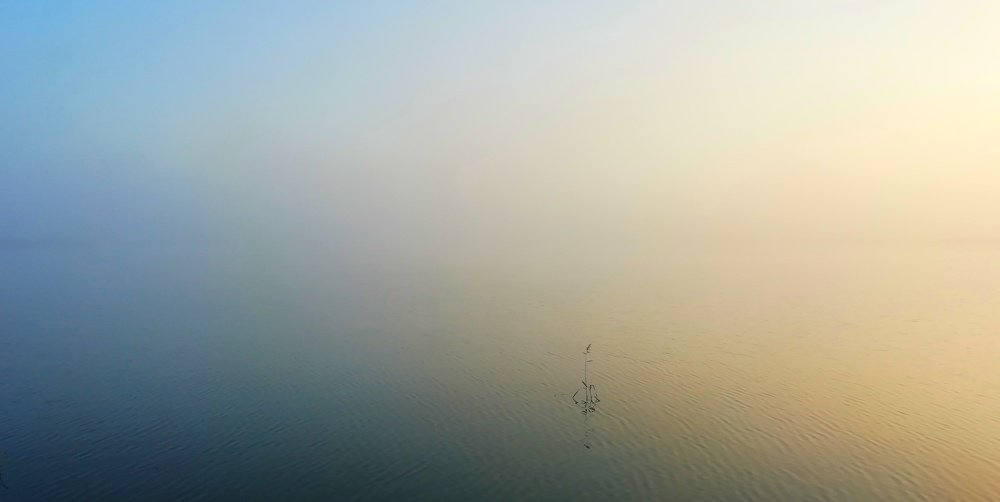 Дзен стеблиевских болот в цвете.