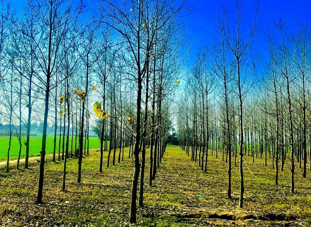A farm in Punjab , India