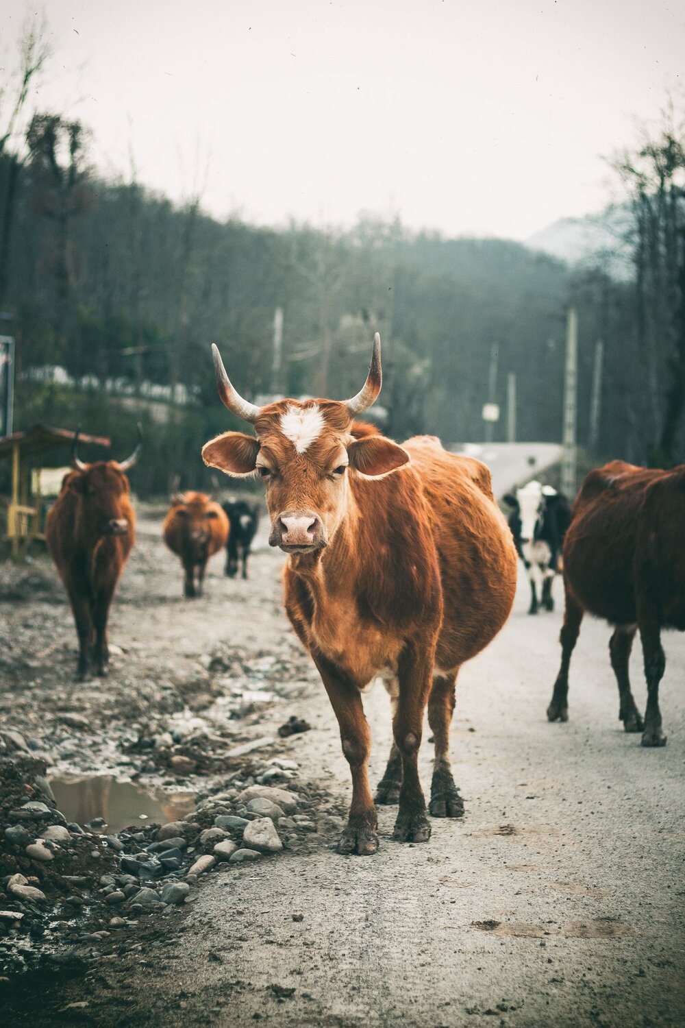 Curious Cow