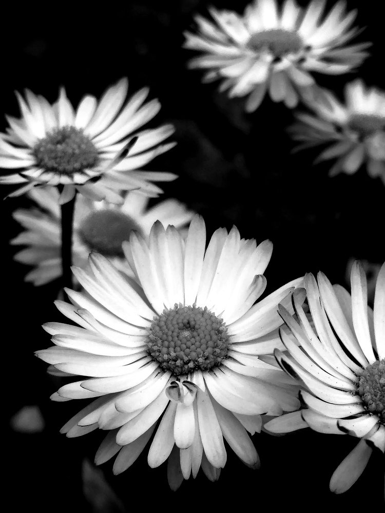 Маргаритки