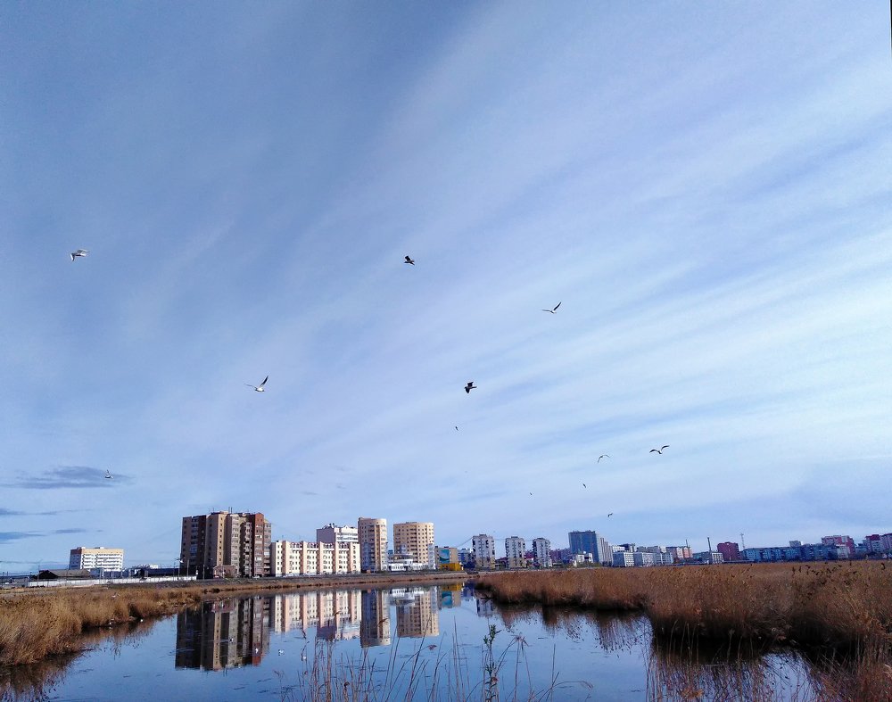 Город и чайки.