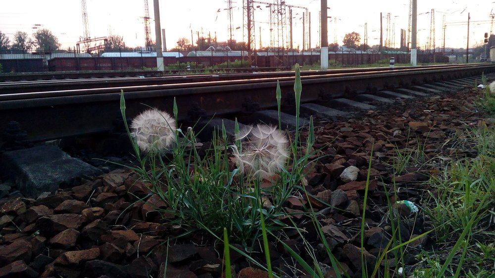 Fluff and iron