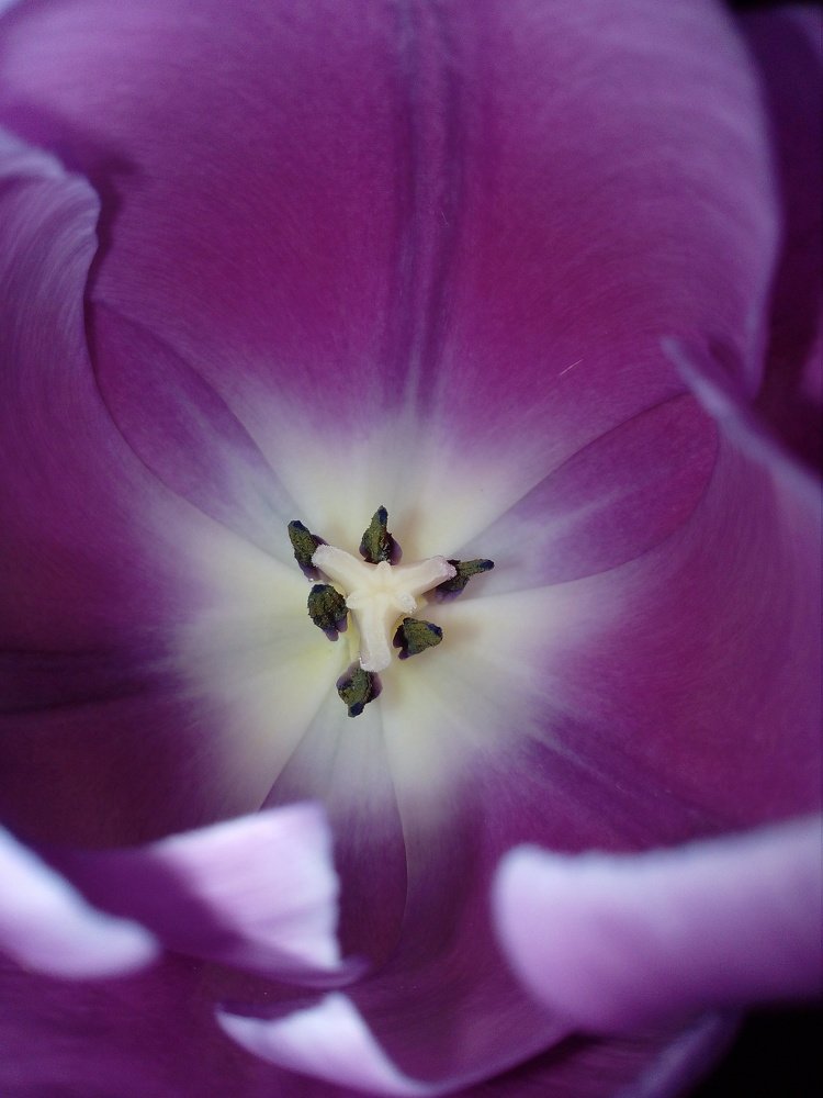 6 monks in the tulip