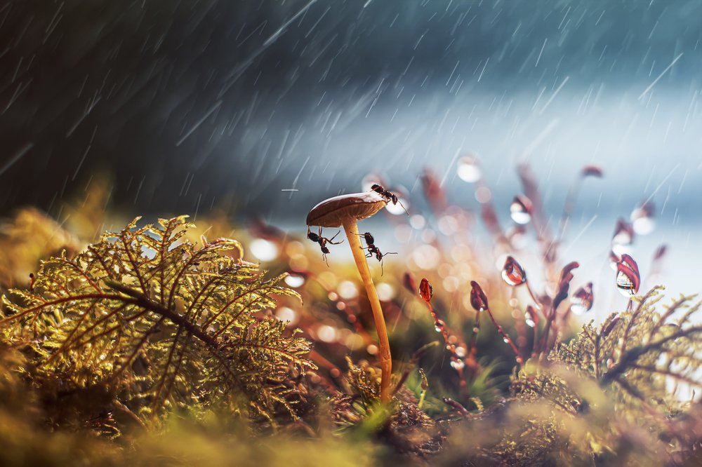 From the life of ants.