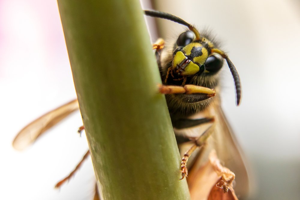 Летнее настроение