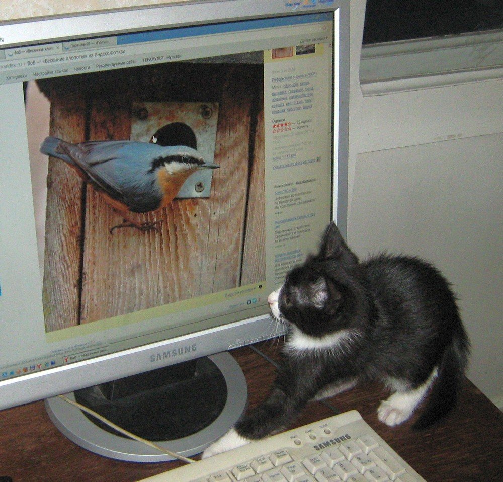 Большая птичка!