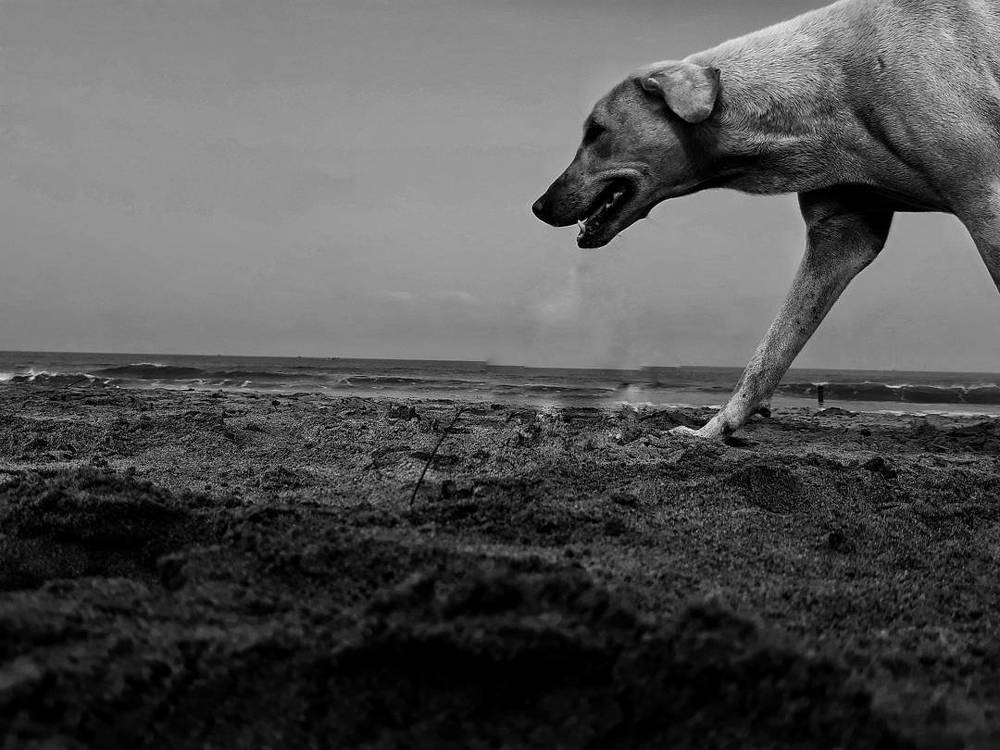 Photograph by Sajid Khan