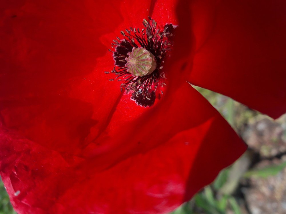 Red flower