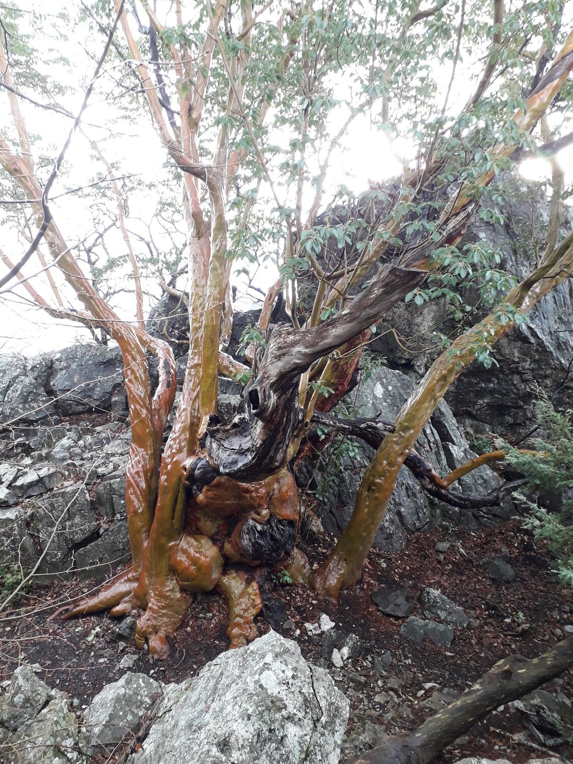 Платан. "Земляничное дерево"