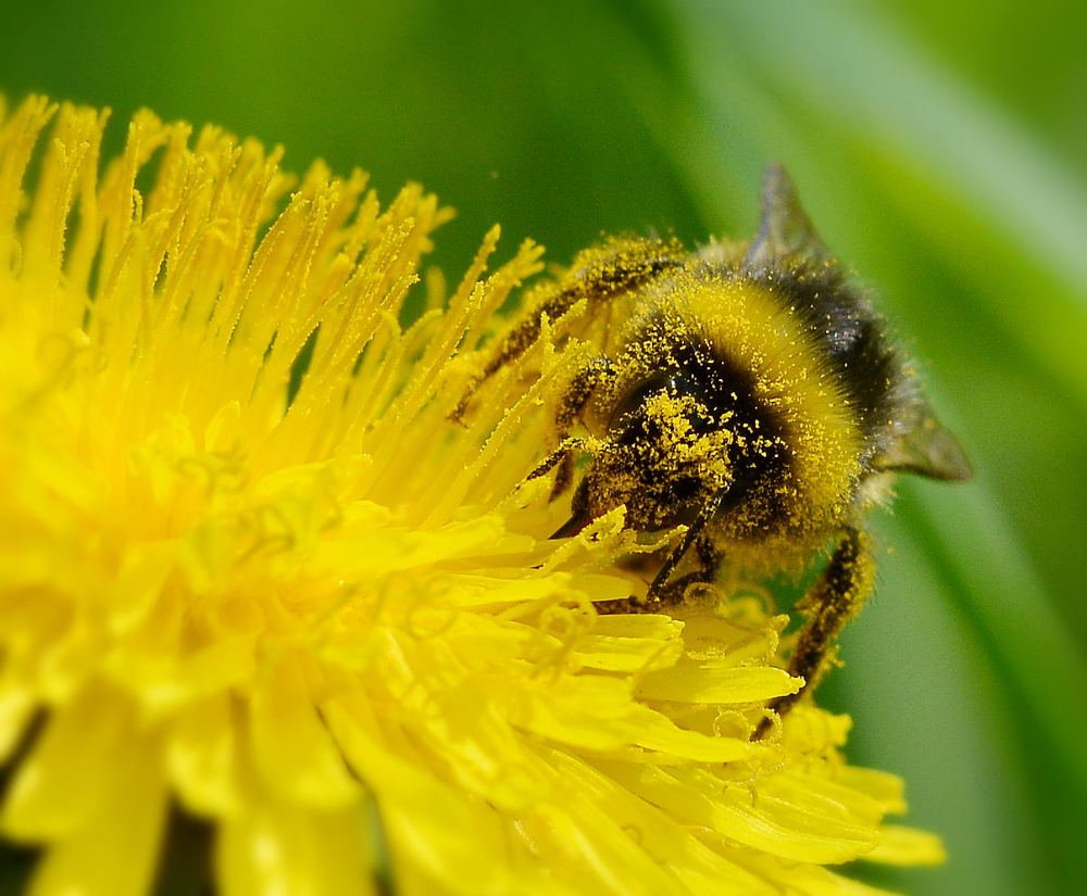 Шмель в пыльце одуванчика