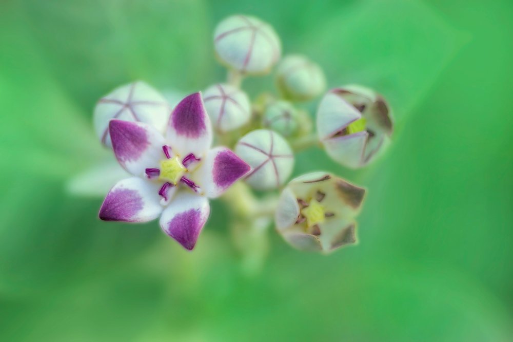 lifecycle of a flower
