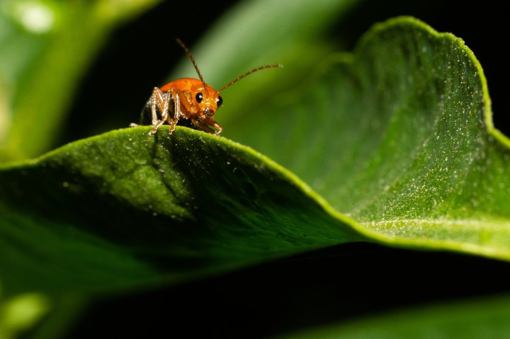 Leaf Beetle