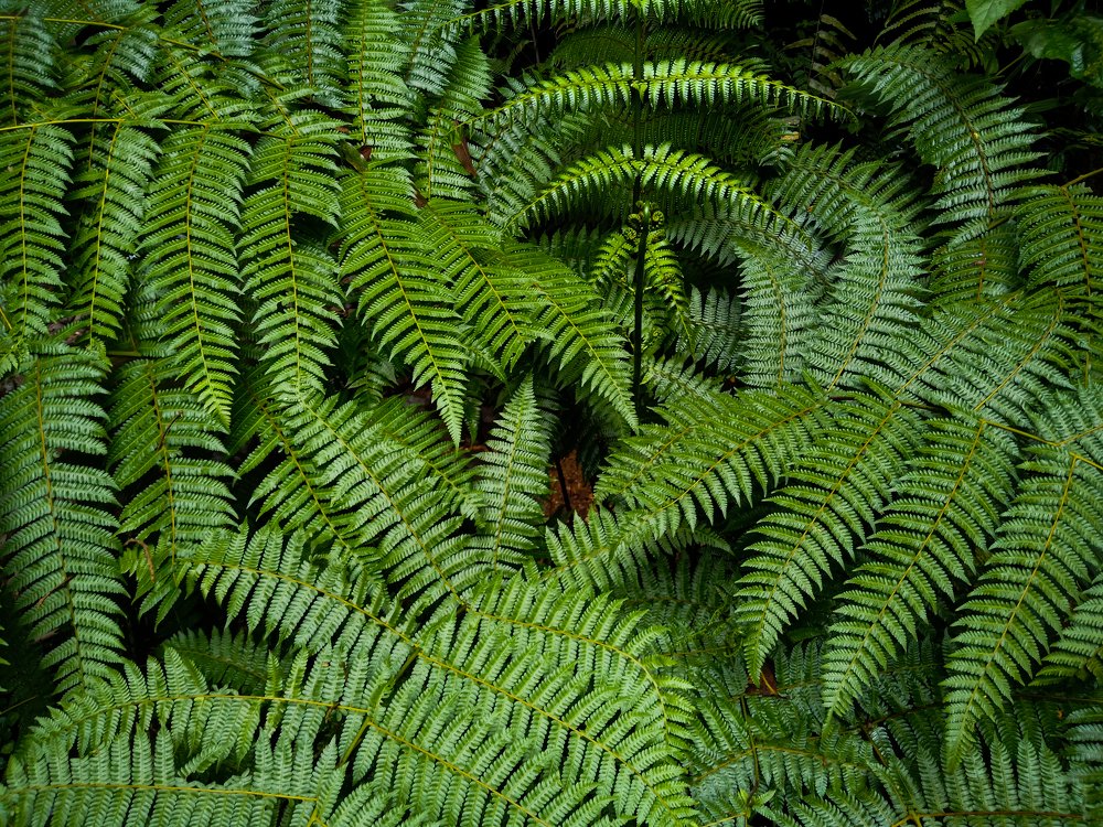 Ferns formation in the forest