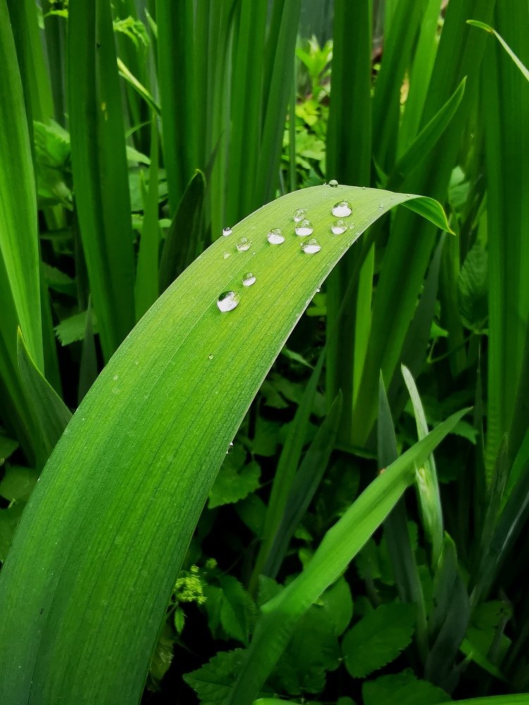 Слезы рассвета