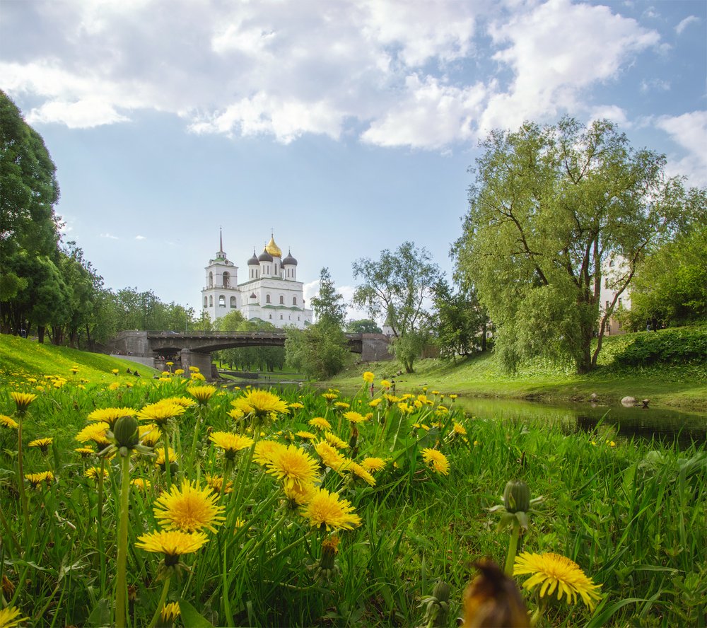 Одуванчики, кругом одуванчики..