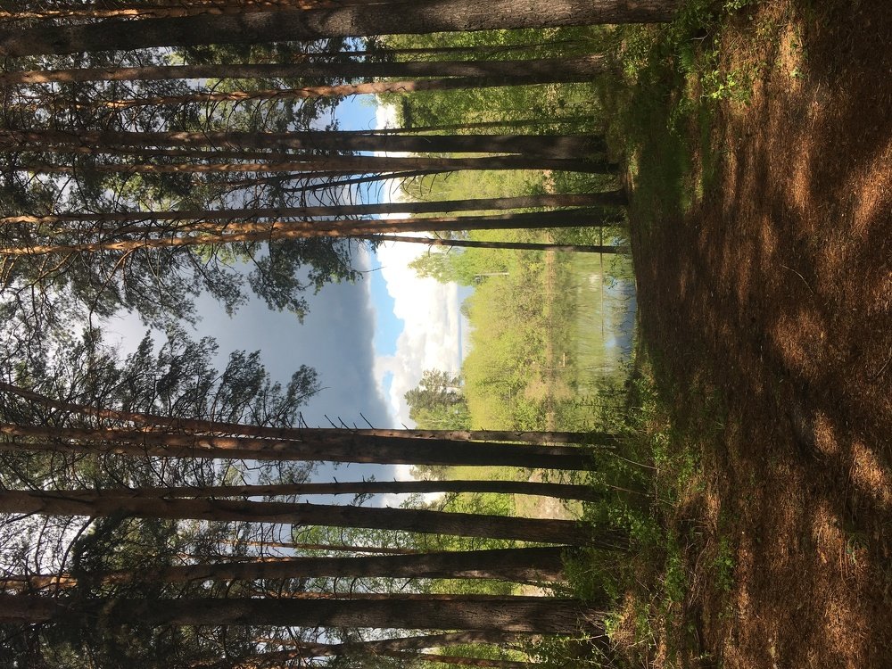 Утро в лесу