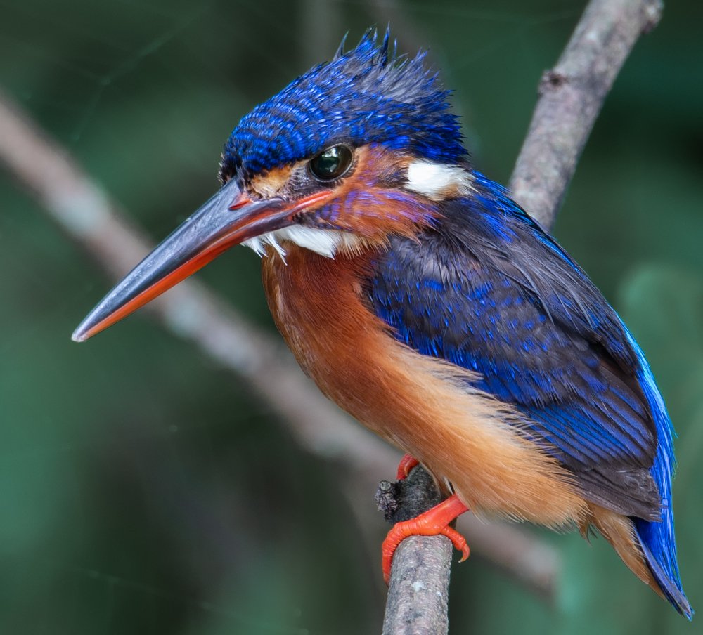 Blue-Eared Kingfisher