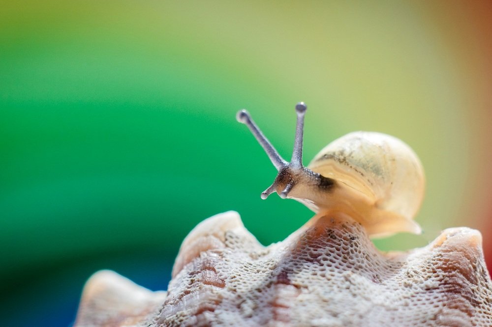 Первые шаги.